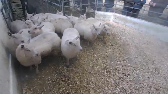 Top Sheep Sales 6th December – LSL Auctions