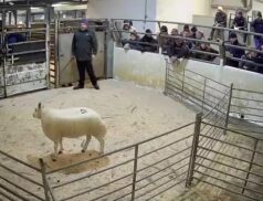 Top Sheep Sales Friday 16th December LSL Auctions