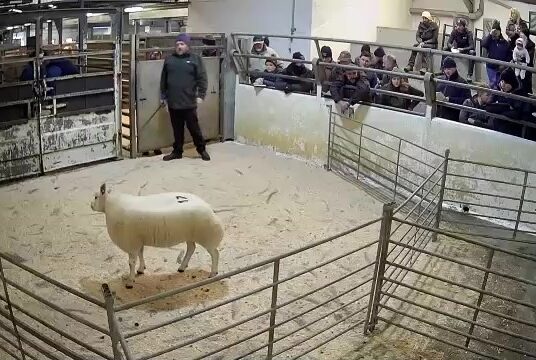 Top Sheep Sales Friday 16th December LSL Auctions