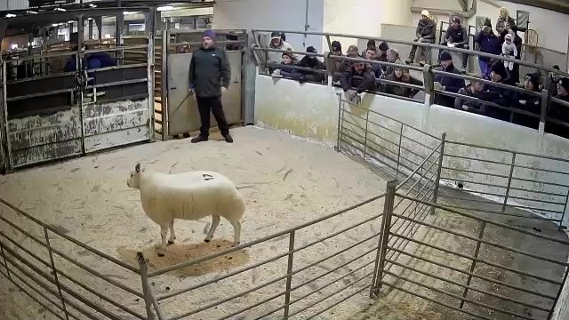 Top Sheep Sales Friday 16th December LSL Auctions