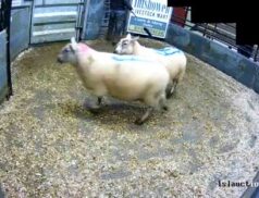 Top Sheep Sales Saturday 19th December