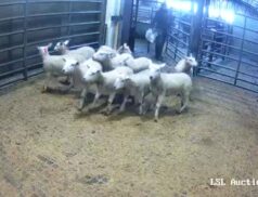 Top Sheep Sales Thursday 15th December