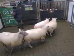op Sheep sales 7 December xx
