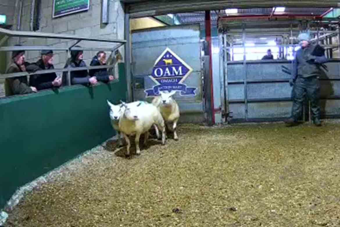 Top Sheep sales sat 10 december