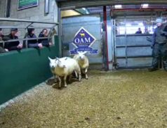 Top Sheep sales sat 10 december