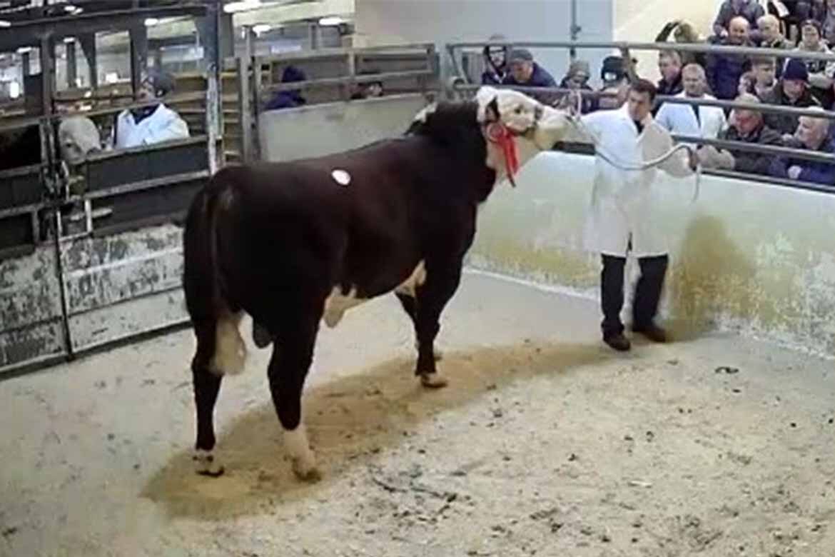 Tuesday 6th December Cattle Sales LSL Auctions