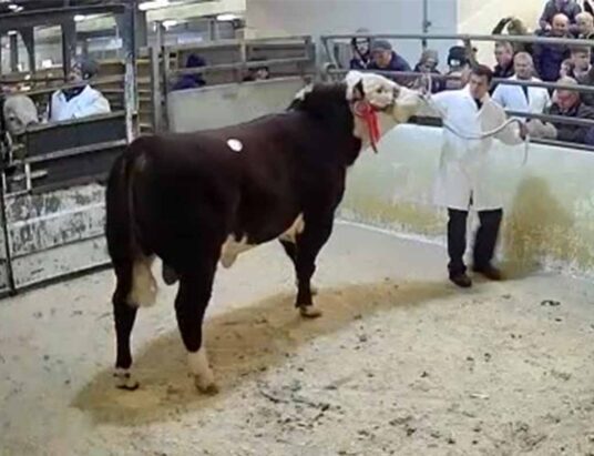 Tuesday 6th December Cattle Sales LSL Auctions