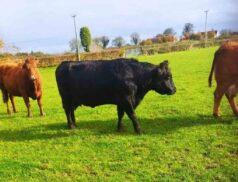 Tullamore Mart sheep cattle sales