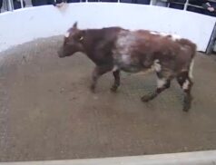 Wednesday Cattle Sales