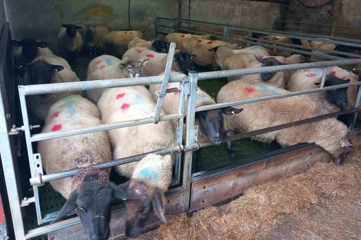 Ballymote Mart sheep sale