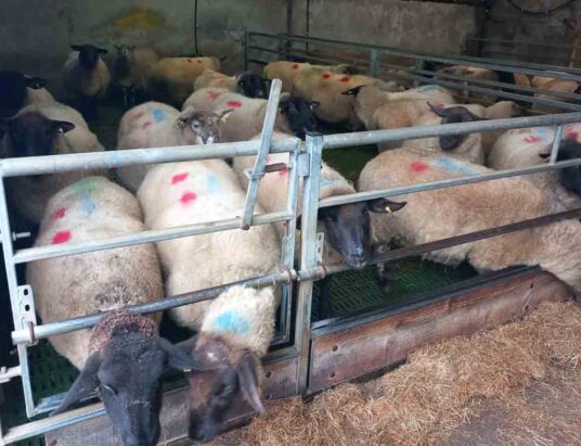 Ballymote Mart sheep sale