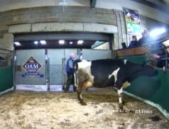 Best Cattle Sales Monday