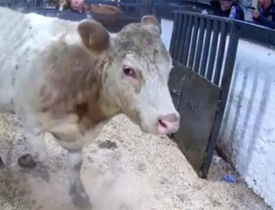 Best Cattle Sales Wednesday, 11th January