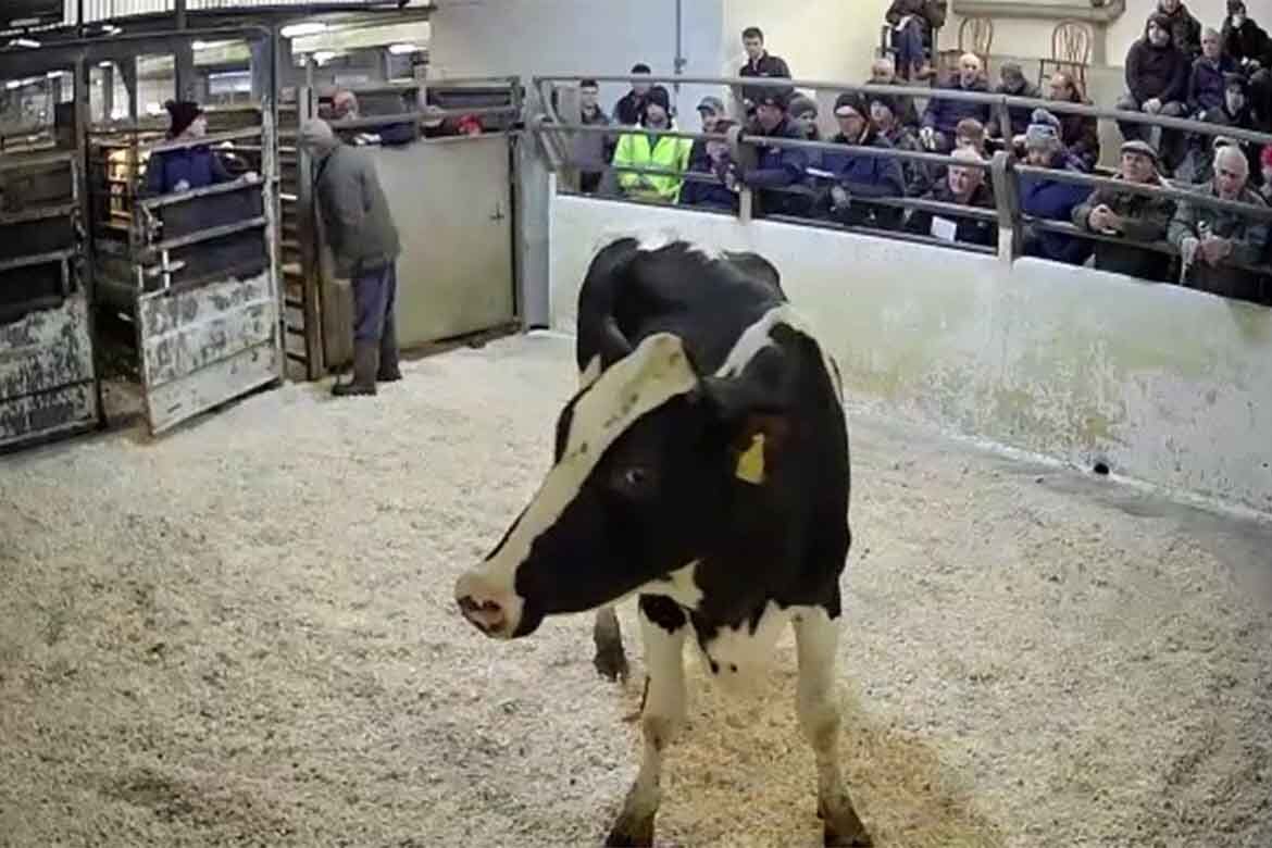 Best Cattle Sales on Thursday 19th January