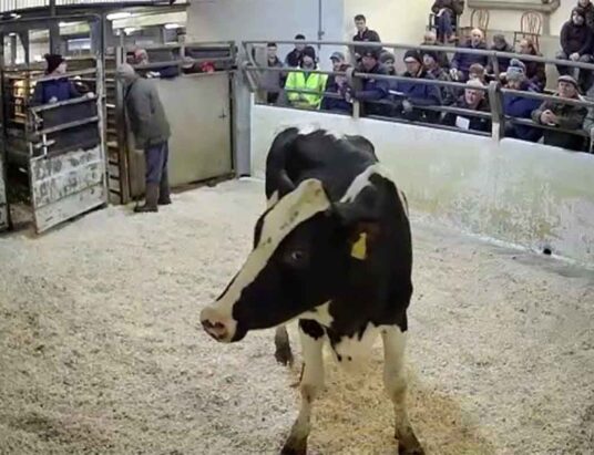 Best Cattle Sales on Thursday 19th January