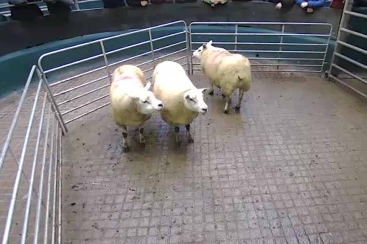 Best Sheep Sales 10th January LSL Auctions