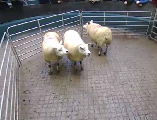 Best Sheep Sales 10th January LSL Auctions