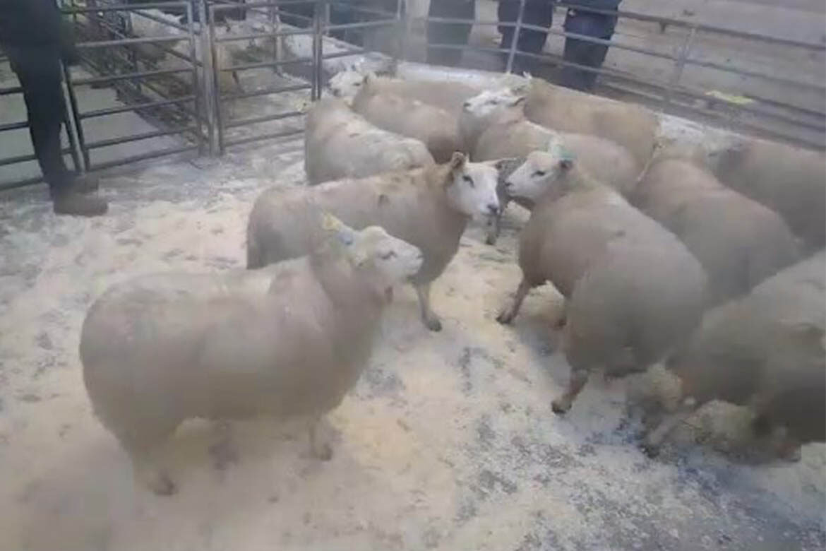 Best Sheep Sales Tuesday, 17th January