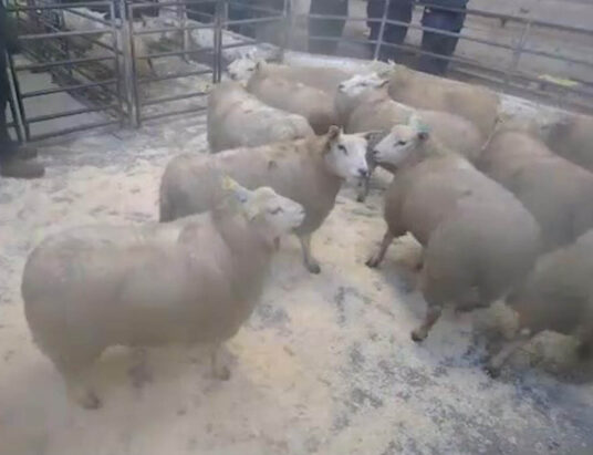 Best Sheep Sales Tuesday, 17th January