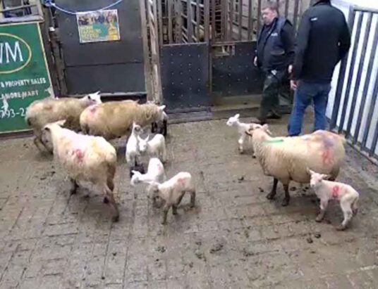 Best Sheep Sales Wednesday, 11th January