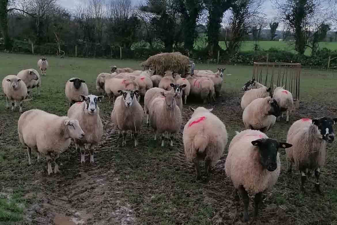 Carnew mart sheep sales