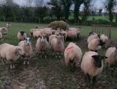 Carnew mart sheep sales