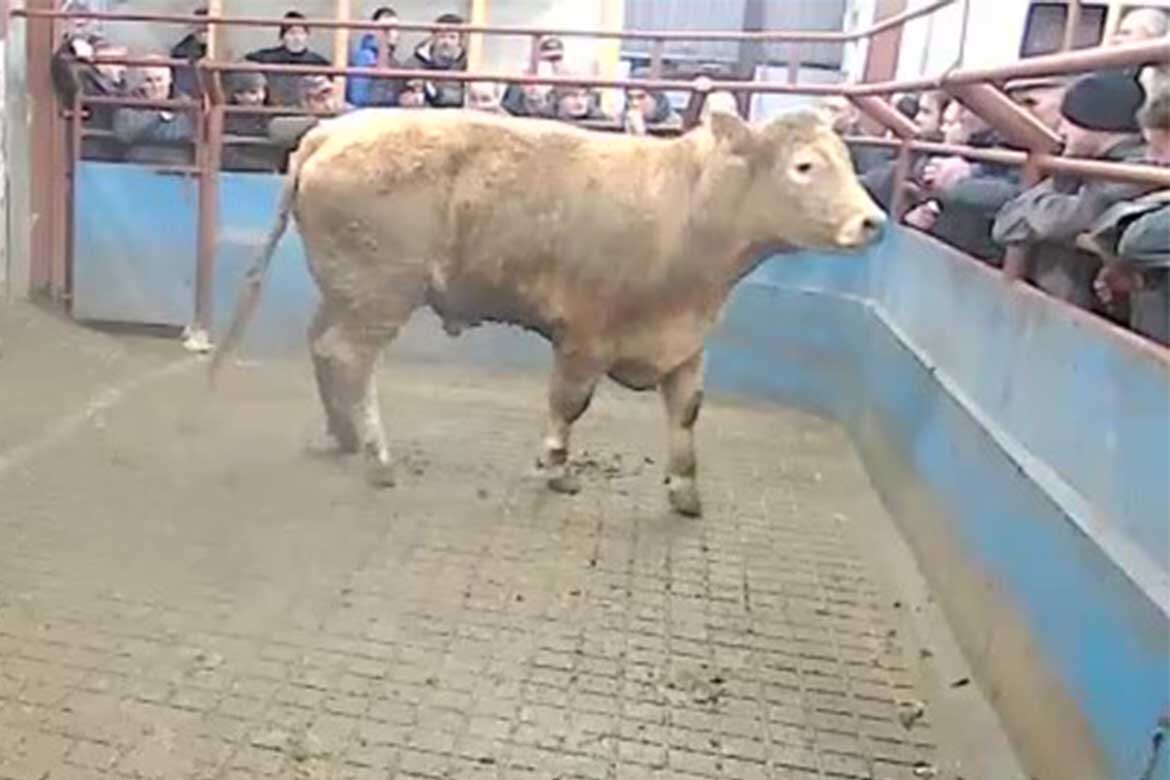 Cattle sales Saturday 7th January 2023