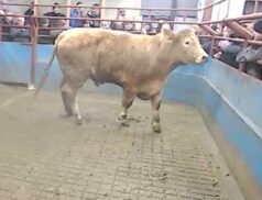 Cattle sales Saturday 7th January 2023