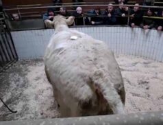 Cattle sales Wednesday 18 January