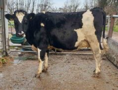 Clearance Sale Corrin Mart dairy herd