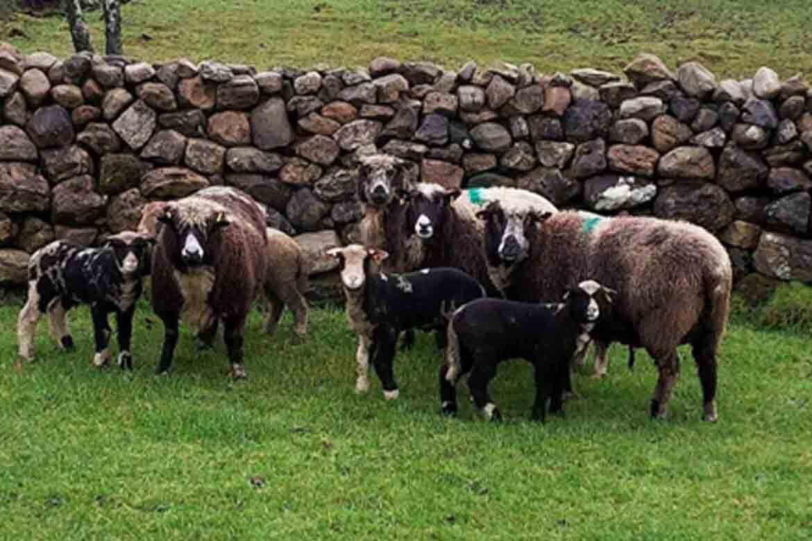 Cootehill Mart sheep sale 1
