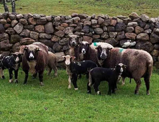 Cootehill Mart sheep sale 1