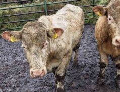 Cootehill Mart ugrade bullocks