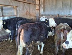 Corrin Mart beef cattle