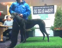 Curraheen Park Greyhound Stadium Sales