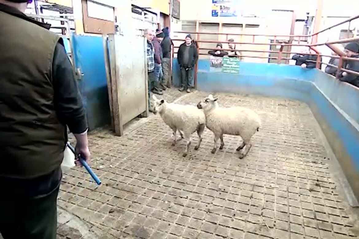 Draperstown Livestock Market top sheep sales