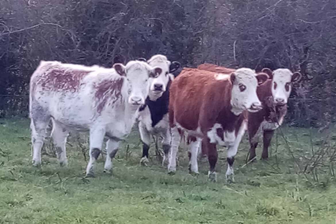 Granard Mart HEX Heifers