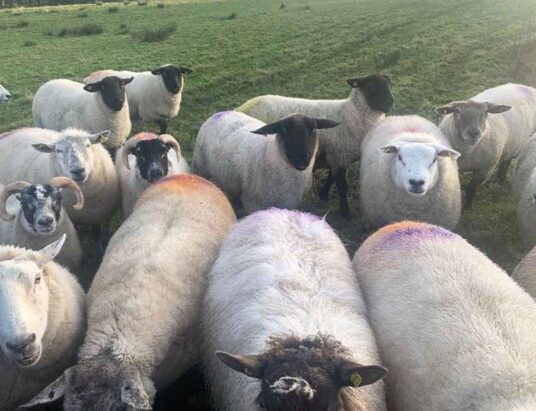 Inishowen Mart sheep sales