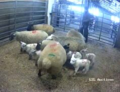 LSL Best Sheep Sales Thursday 19th January