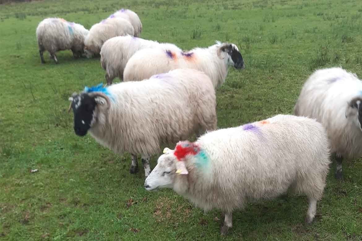 Mid Kerry Co-Op Mart Sheep sale