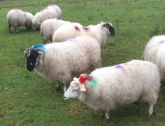 Mid Kerry Co-Op Mart Sheep sale