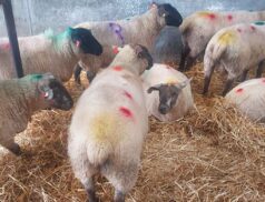 Roscommom Mart in Lamb Ewes