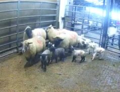 Sheep Sales Thursday, 12th January