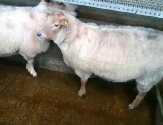 Sheep sales Monday