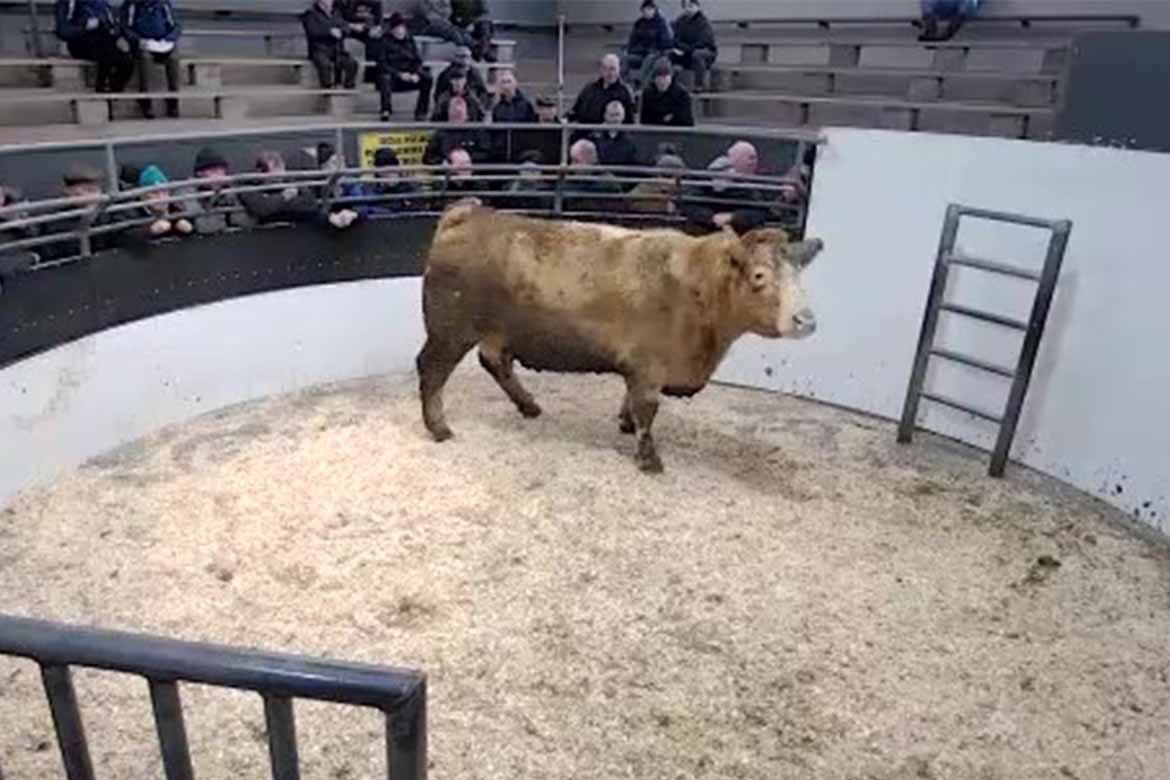op Cattle Sales Friday 20th January– LSL Auctions