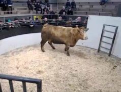 op Cattle Sales Friday 20th January– LSL Auctions