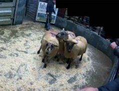 Top Sheep Sales Saturday 21st January LSL Auctions