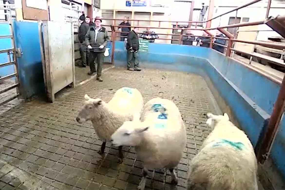 Top Sheep Sales on Friday, 13th January