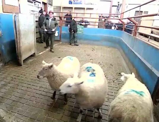 Top Sheep Sales on Friday, 13th January