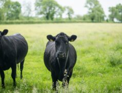 LSL Select Price Report – Cattle Mart 09/01/2023